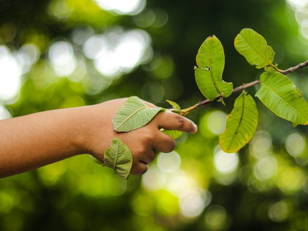 La protection de l’environnement : un rôle pour chaque élève